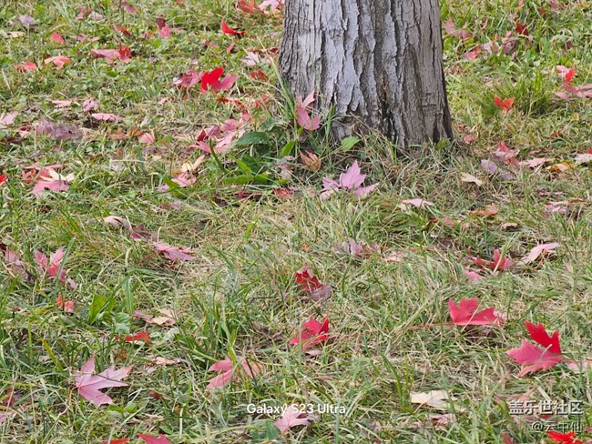 【生活微光】落葉