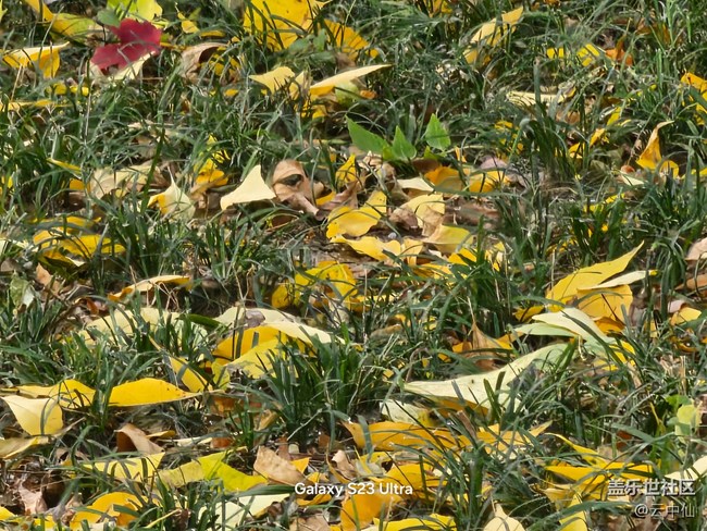 【生活微光】落葉