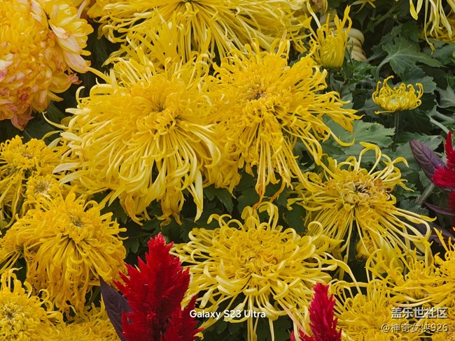 【生活微光】菊花