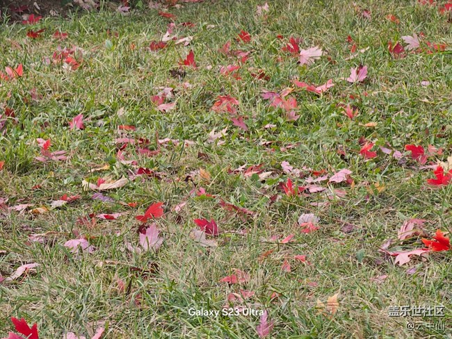 【生活微光】落葉