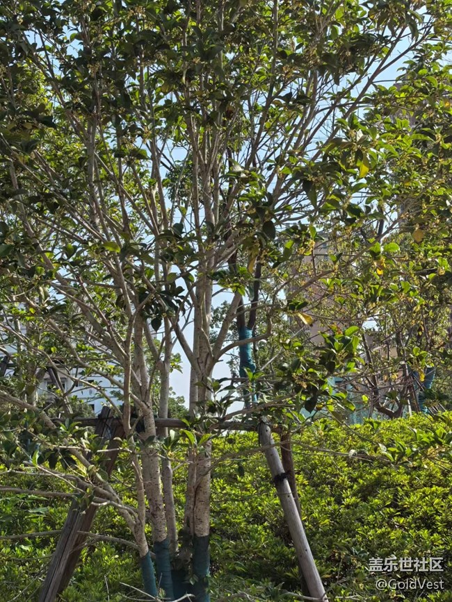 【與秋天合個影】金桂飄香