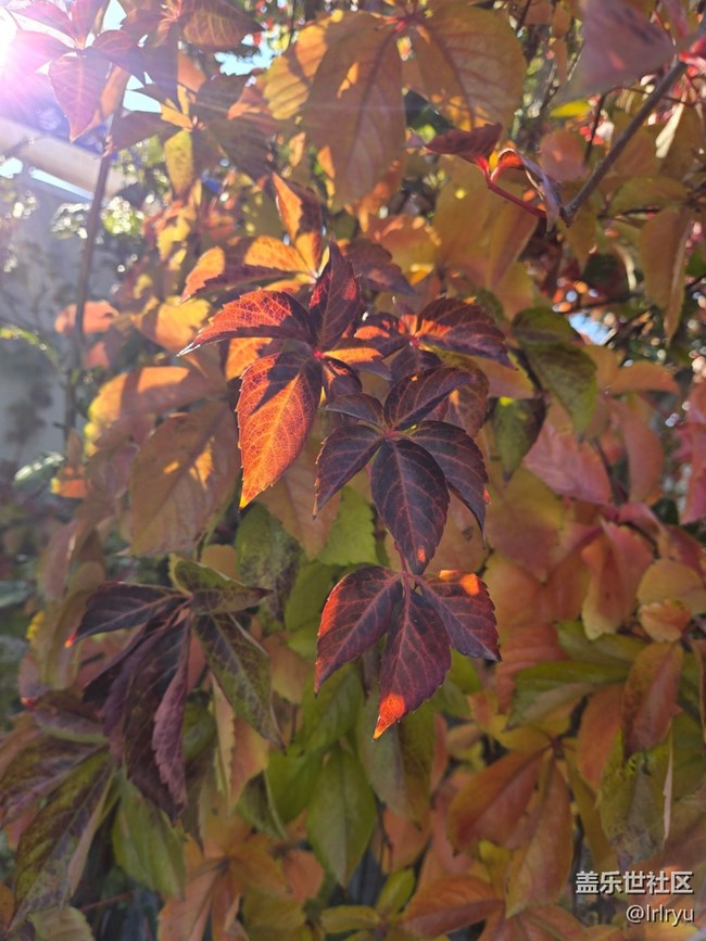 【東北的那一抹紅】秋光映紅葉