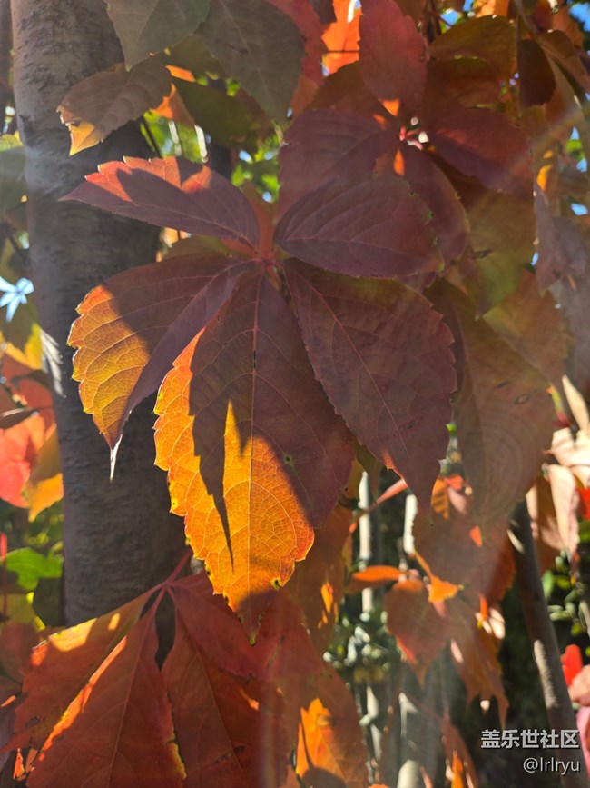 【東北的那一抹紅】秋光映紅葉