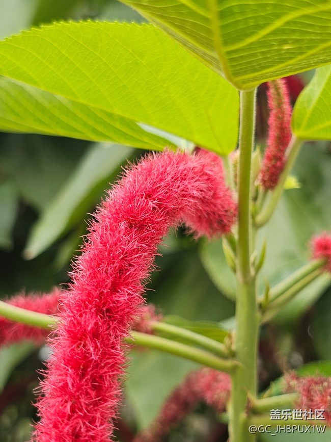 【與秋天合個影】尋花開