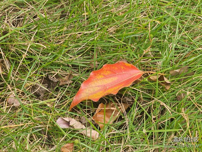 【秋影拾光】秋影拾光