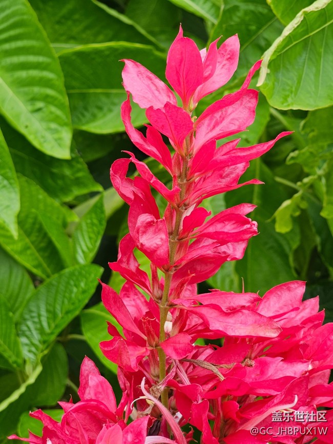 【與秋天合個影】尋花開