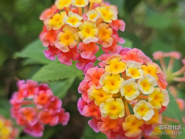 【與秋天合個影】尋花開