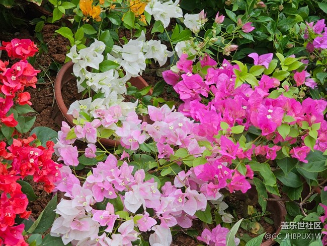 【與秋天合個影】尋花開