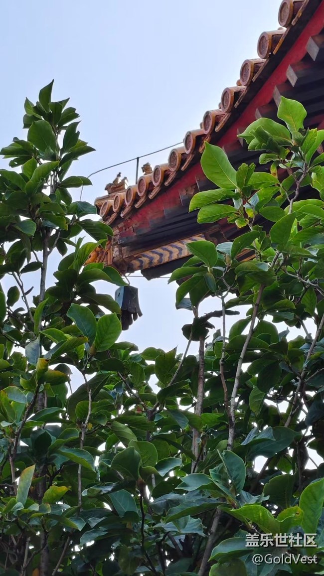 【與秋天合個影】金桂飄香