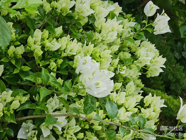 【與秋天合個影】尋花開