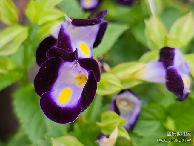 【與秋天合個影】尋花開