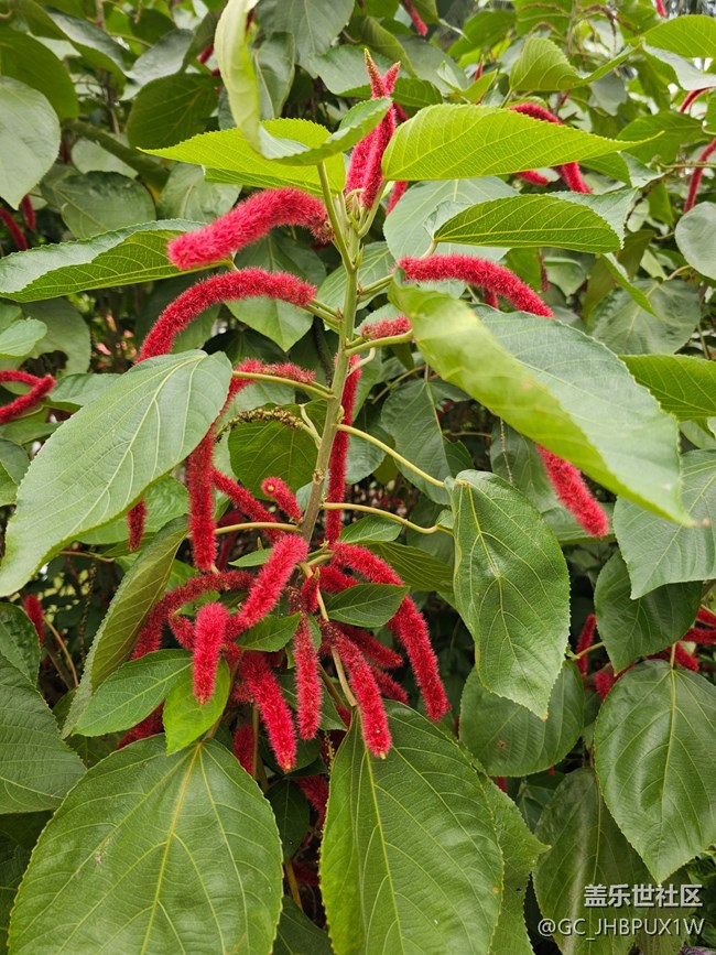 【與秋天合個影】尋花開