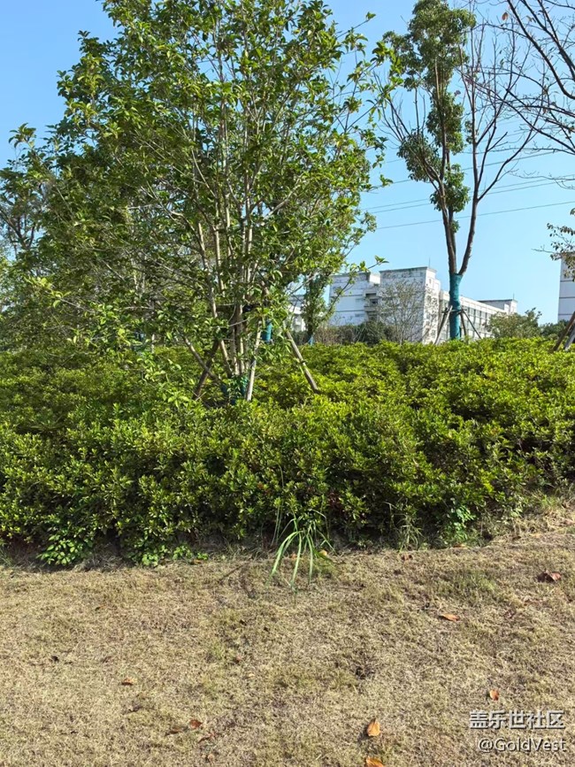 【與秋天合個影】金桂飄香