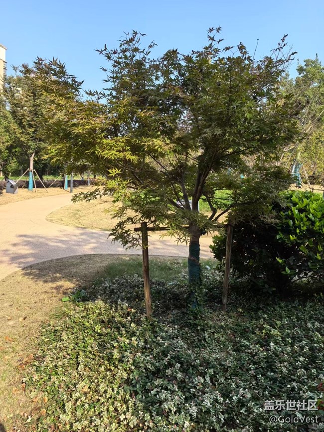 【與秋天合個影】金桂飄香