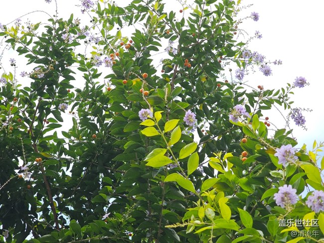 【與秋天合個影】陰天