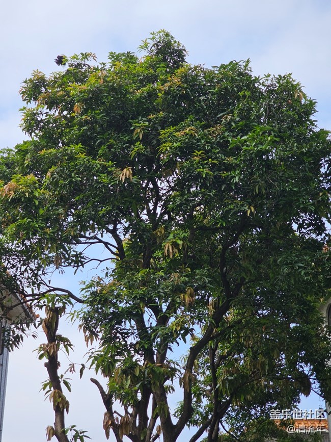 【與秋天合個影】陰天