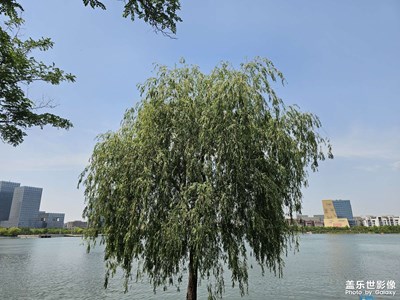 【奇妙的視角】樹先生