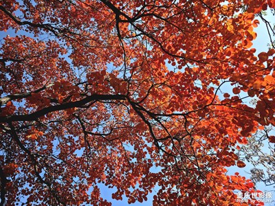 【奇妙的視角】+秋葉