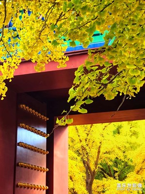 【奇妙的視角】一葉知秋