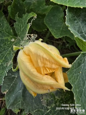 【奇妙的視角】+瓜地隨拍