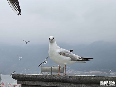 【奇妙的視角】海鷗視角