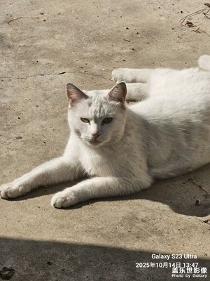 【奇妙的視角】+跟蹤喵星人