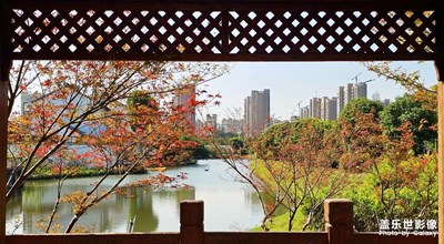 【奇妙的視角】+楓葉