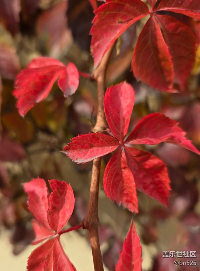 【東北的那一抹紅】秋拂紅葉