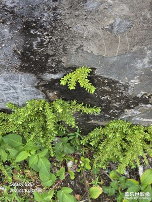 【奇妙的視角】鄉(xiāng)間小道