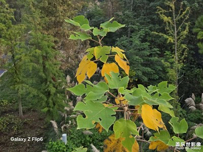 【奇妙的視角】遲來的秋