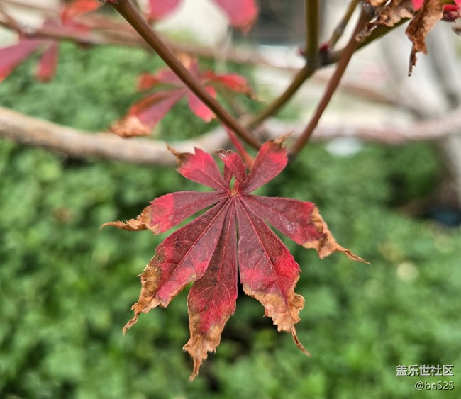 【東北的那一抹紅】秋拂紅葉