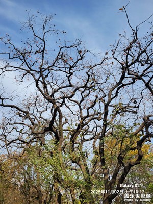 【奇妙的視角】+秋天隨拍