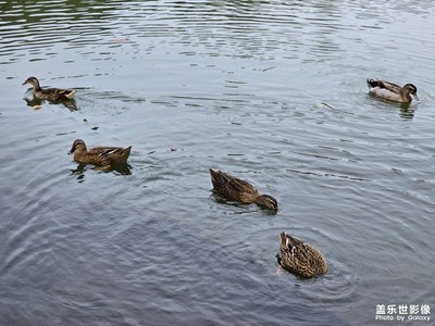 【奇妙的視角】游園