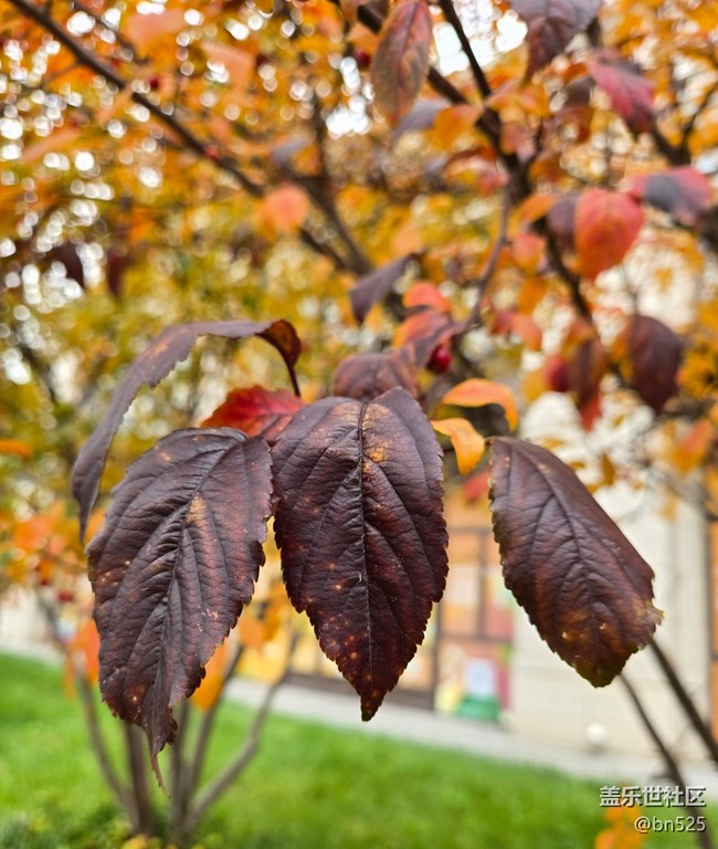 【東北的那一抹紅】秋拂紅葉