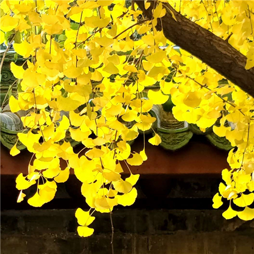 【奇妙的视角】一叶知秋