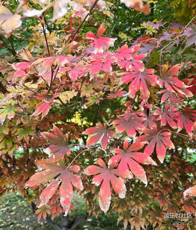 【東北的那一抹紅】秋拂紅葉