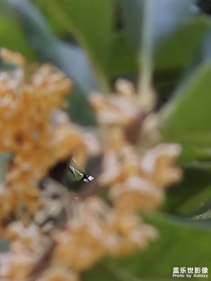 【奇妙的視角】+ 秋天隨拍