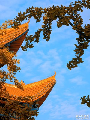 一葉梧桐解半秋