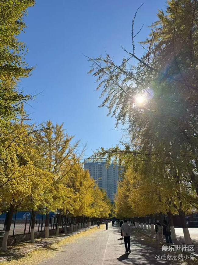 【秋季采風(fēng)計(jì)劃】遼大美景，銀杏＋楓葉，專屬秋天的顏色