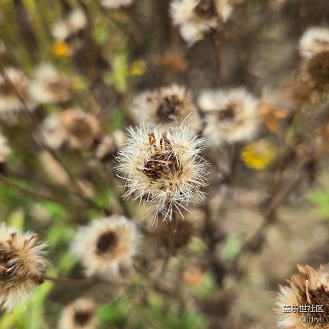 【秋季采風計劃】微涼的秋