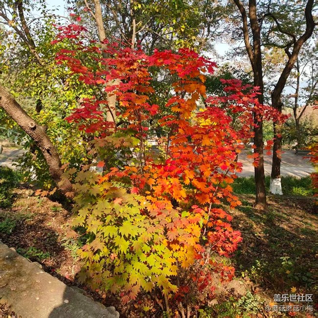 【秋季采風(fēng)計(jì)劃】遼大美景，銀杏＋楓葉，專屬秋天的顏色