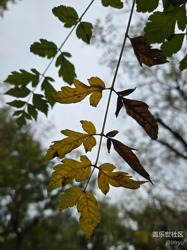 【秋季采風計劃】微涼的秋