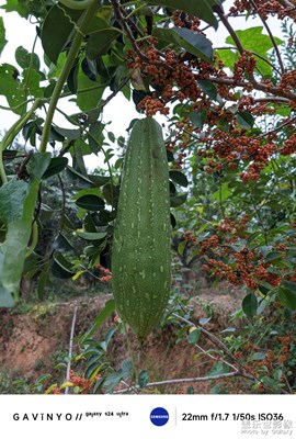 【奇妙的視角】農(nóng)村原生態(tài)的蔬果