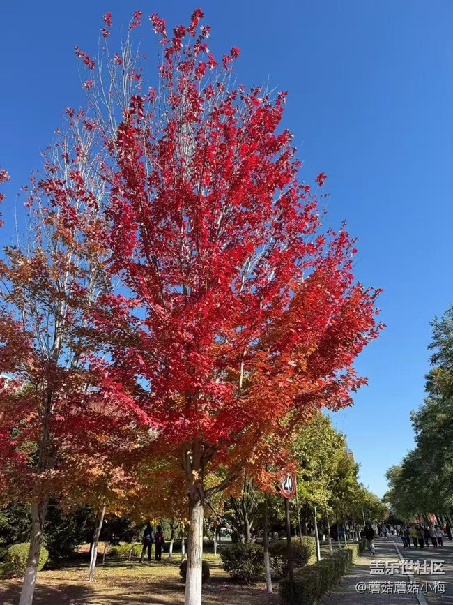 【秋季采風(fēng)計(jì)劃】遼大美景，銀杏＋楓葉，專屬秋天的顏色