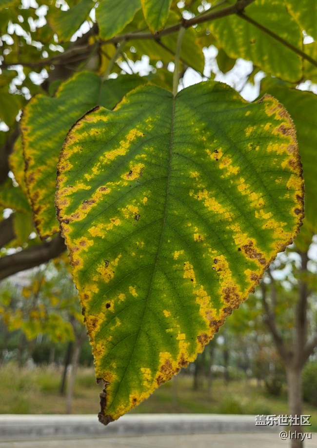 【秋季采風計劃】微涼的秋