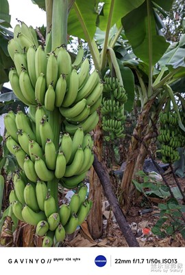 【奇妙的視角】原生態(tài)水果