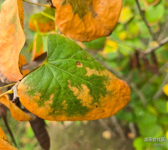 【秋季采風計劃】微涼的秋