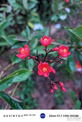 【奇妙的視角】紅艷似火，點(diǎn)亮秋日黃昏