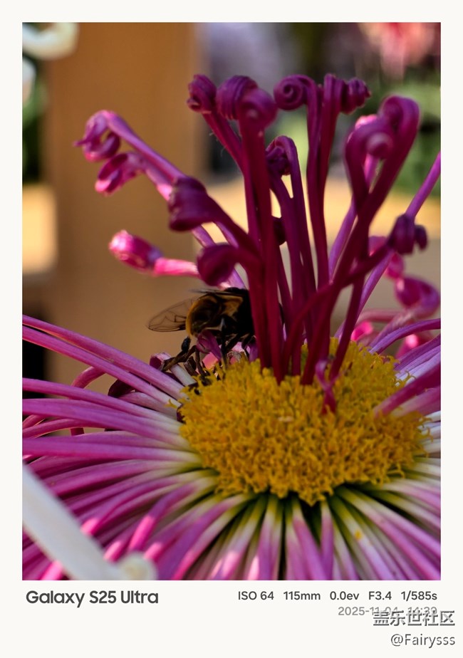 【一葉知秋】秋菊