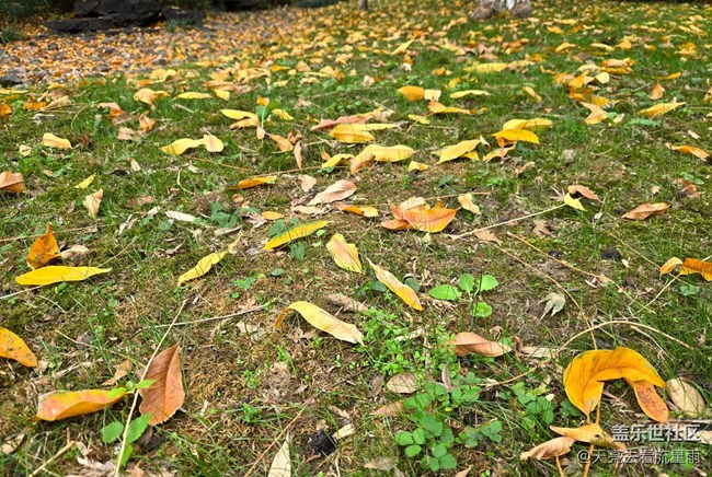 【東北的那一抹紅】漫步隨拍
